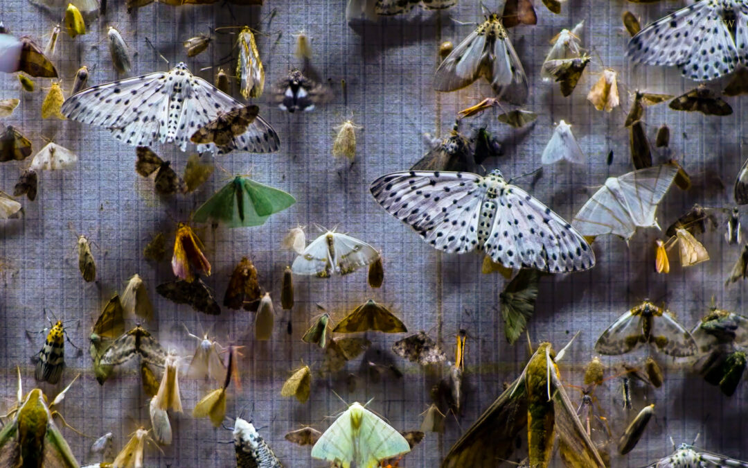 Nocturnes/ special presentation